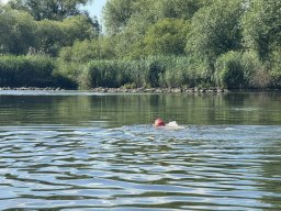 Mainschwimmen Juni 2026